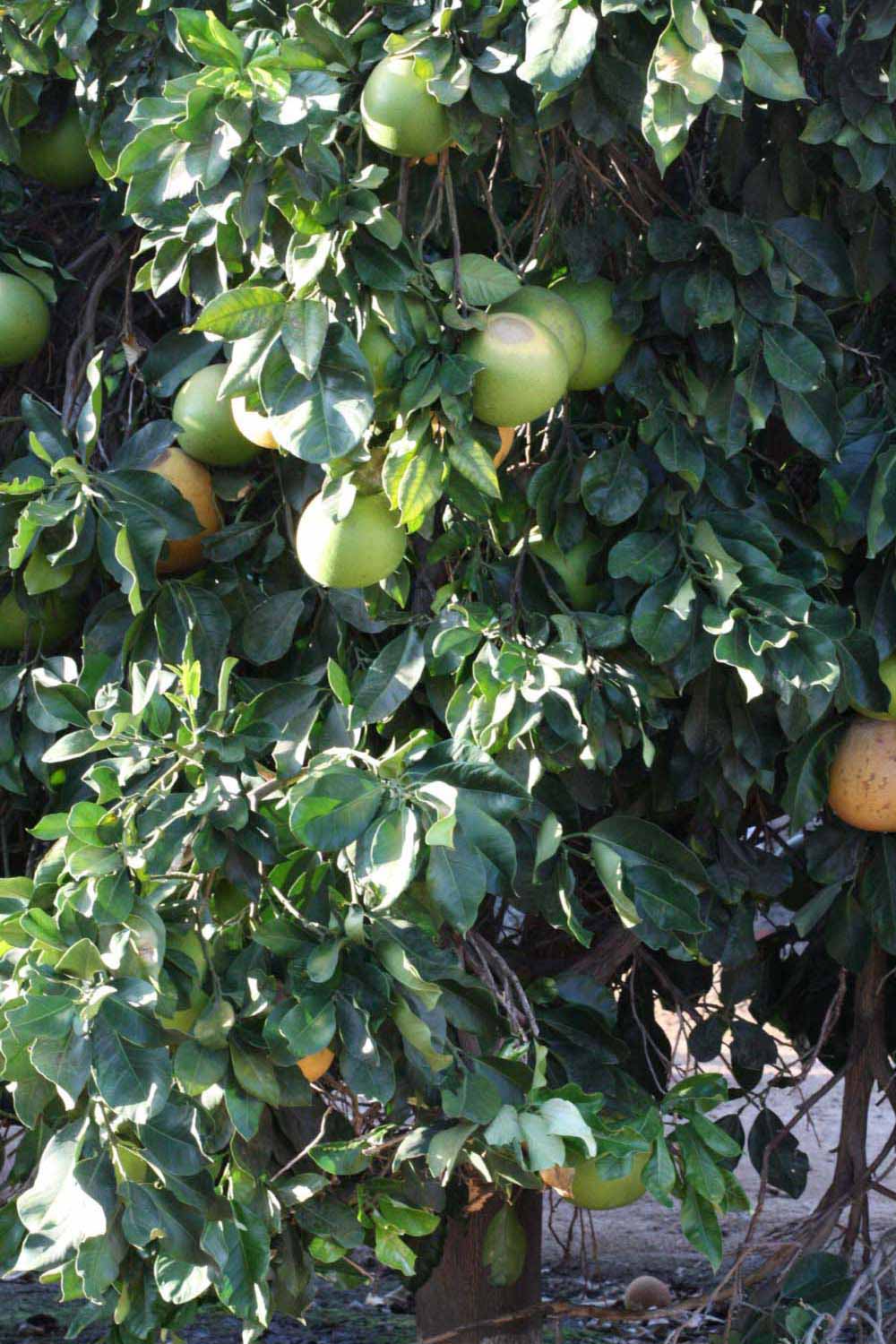            Habit (Riverside, CA)   